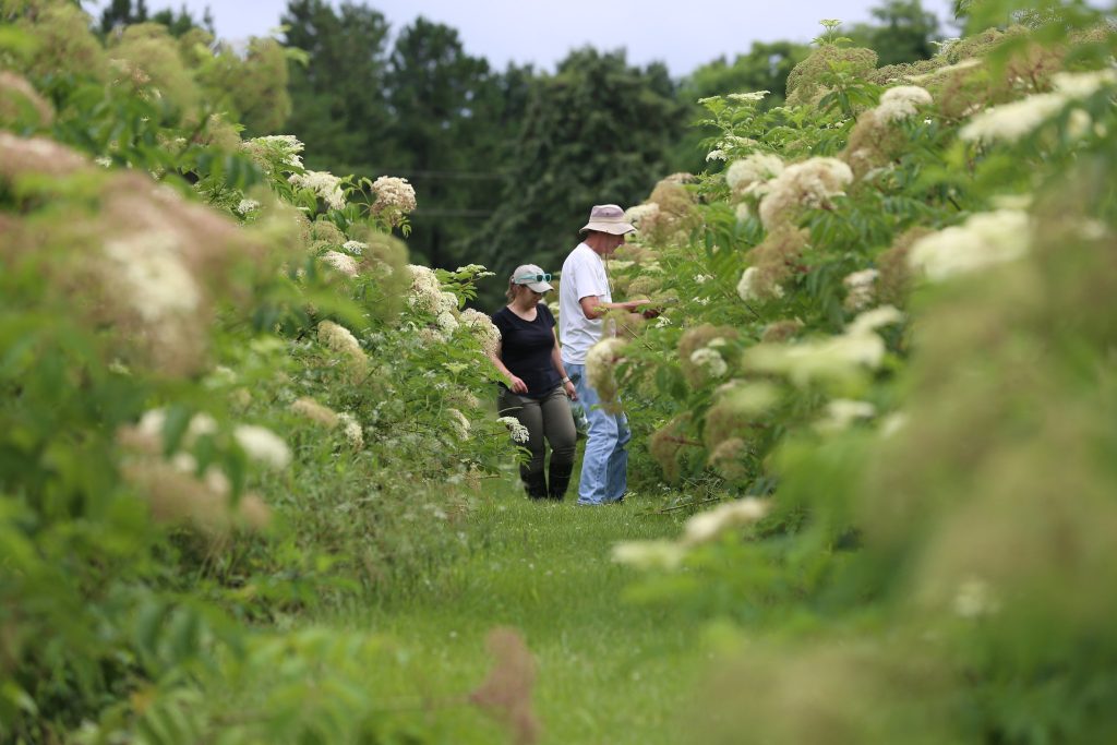 A man and woman standing in a large patch of blooming elderberries
