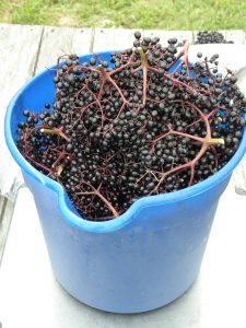 A blue bucket filled with ripe elderberries