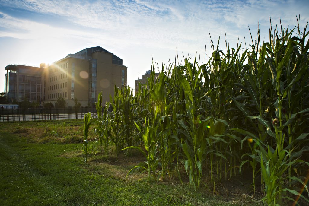 Tall green corn plants growing in a plot on Sanborn Field