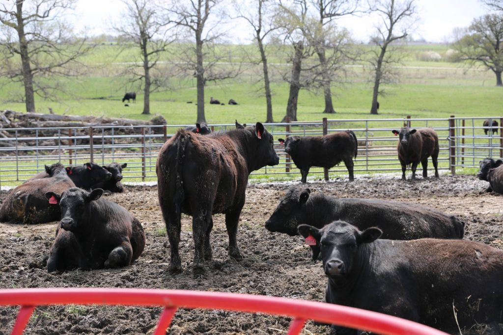 a feedlot with a group of black angus cattle