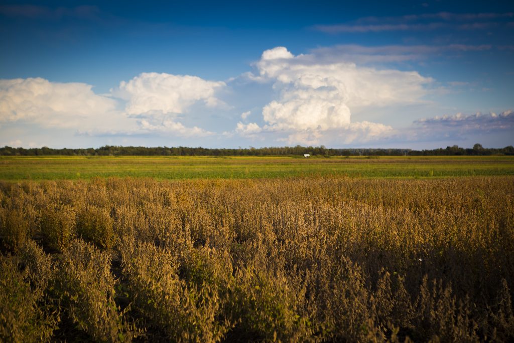 bright blue sky with white clouds and a field of crops growing
