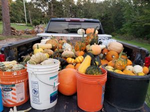 the bed of a pickup truck is filled with colorful pumpkins and gourds