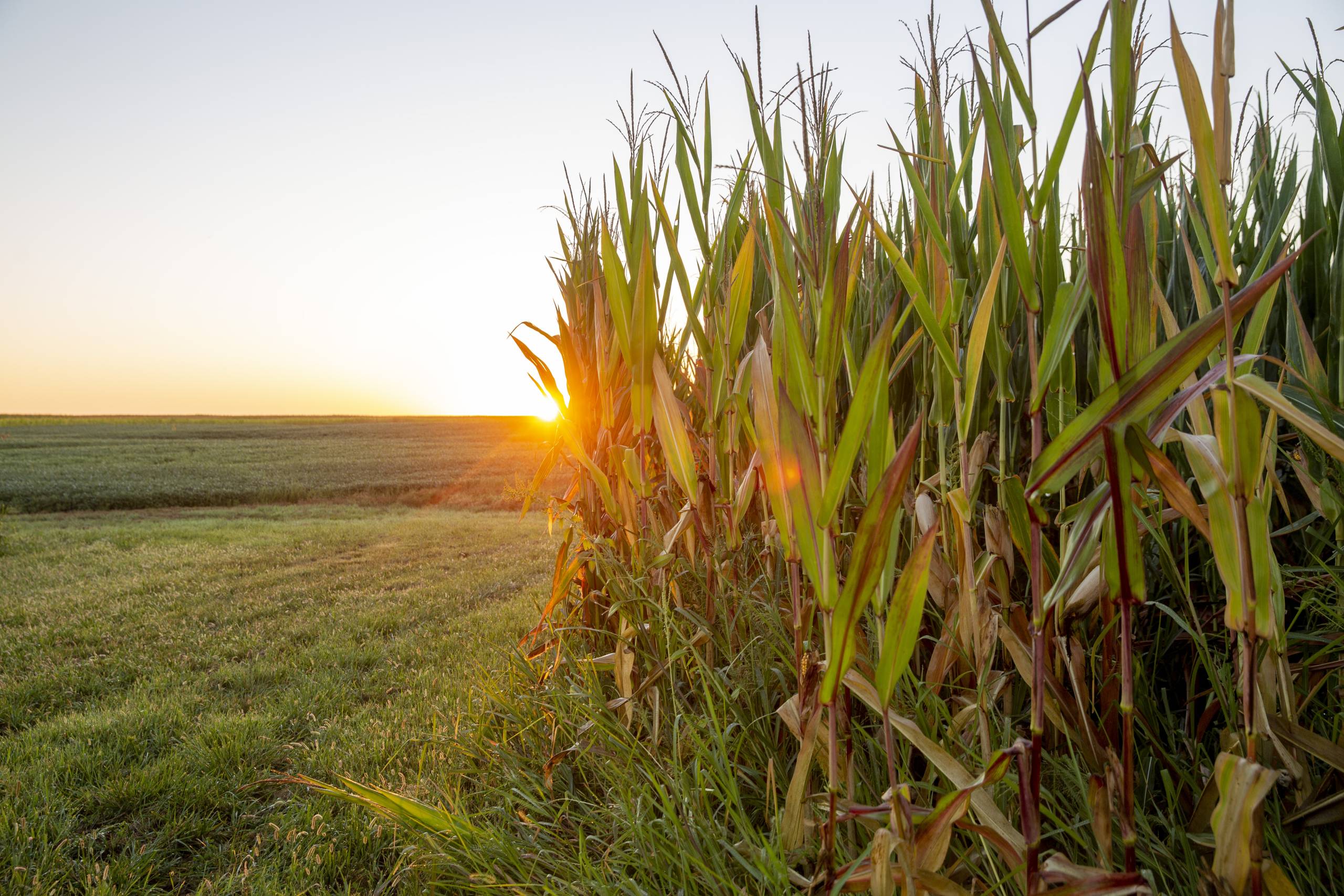 CAFNR Institute Updates Baseline Food and Agricultural Outlook Report (click to read)