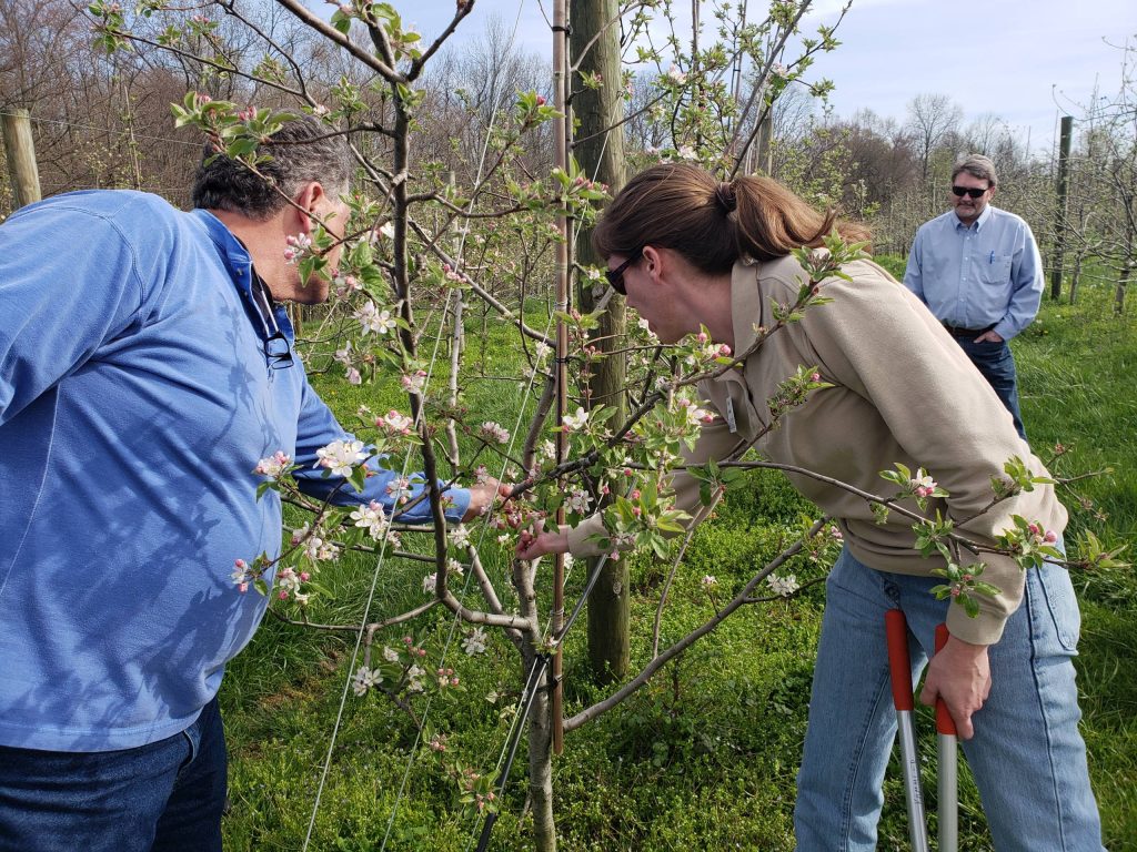 two people closely examine dogwood blooms
