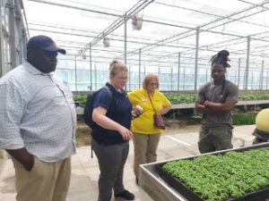 Four individuals including mu extension specialist pat miller stand inside of a covered hydroponic operation and look at a raised bed garden of greens.