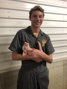 Chapski said the hands-on aspect of the animal sciences degree program has been vital during his time at MU. He has already gained valuable experiences just two years into his degree. Photo courtesy of Ryan Chapski.