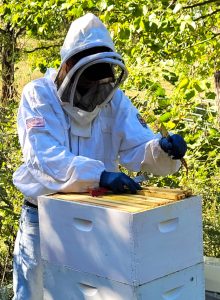 person in a white beekeeping suit handles bees outdoors