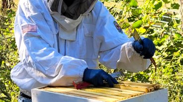 person in a white beekeeping suit handles bees outdoors