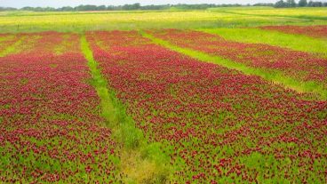 A field of green covered with red clover flowers