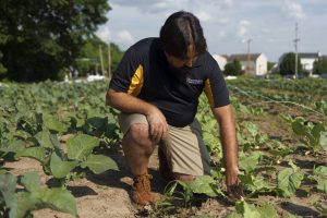 A man leans down in some row crops.