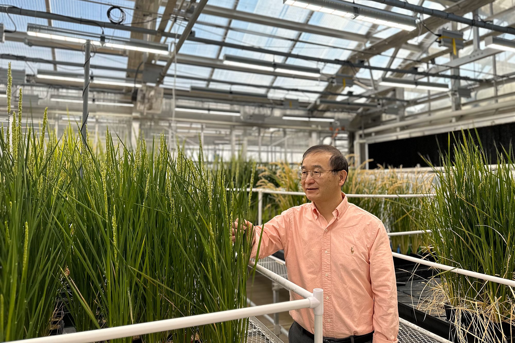Using Gene-Editing Tool to Improve Productivity in Rice Crops (click to read)