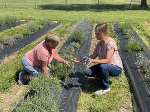 Two women lean over a garden and pick lavender on a sunny day.