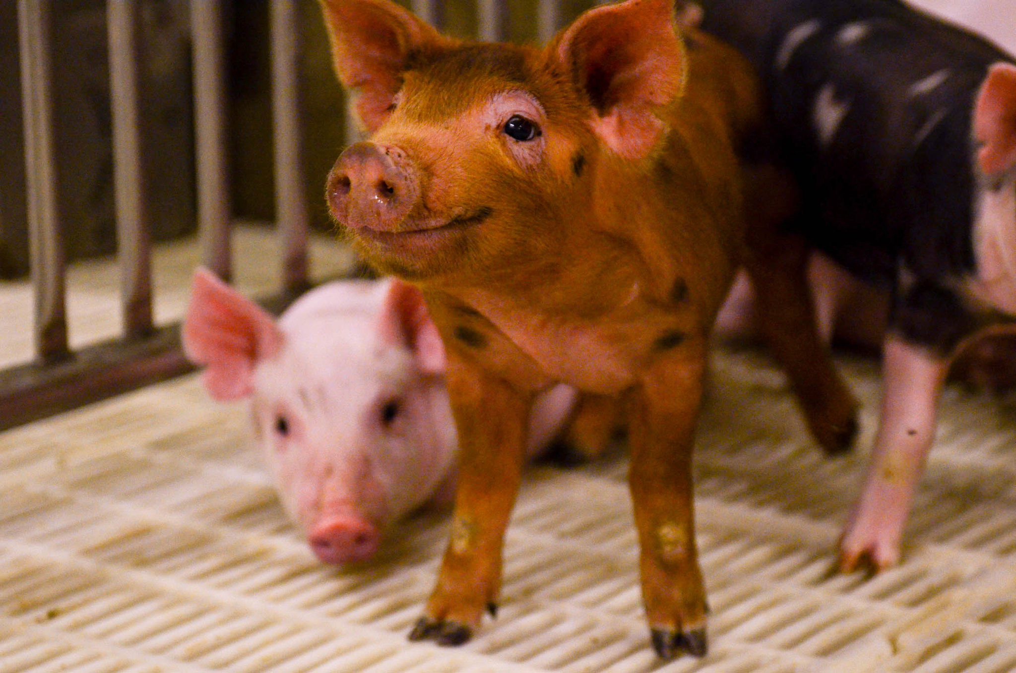 6 week-old swine and hogs at MU South Farm's Swine Teaching Center.