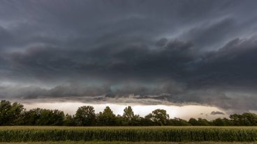 dark, ominous storm clouds form over the tree line of a corn field