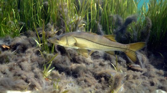CAFNR Fish Ecologist’s Research Indicates Need to Conserve Iconic Migratory Snook in Mexico (click to read)