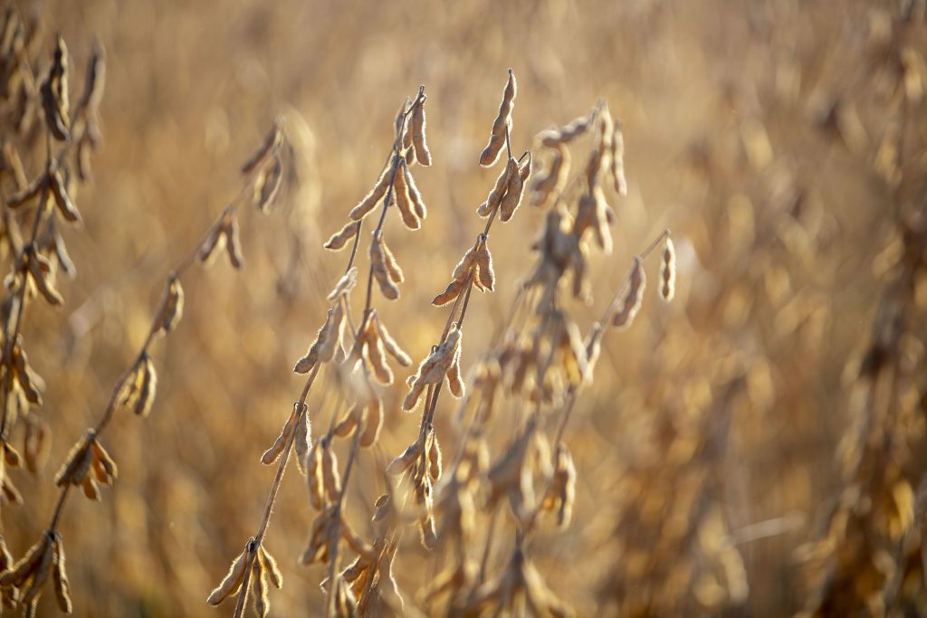 Soy at harvest