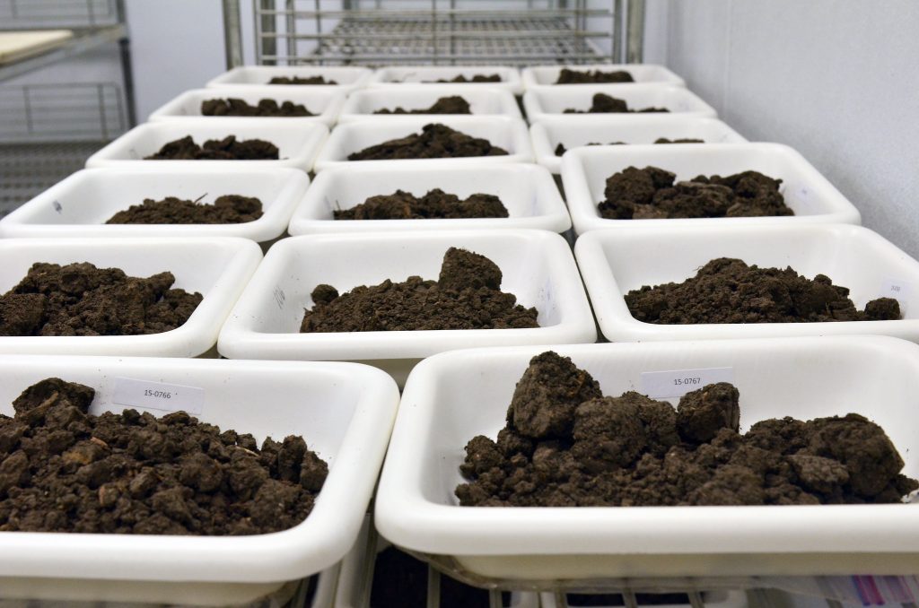 Trays of soil