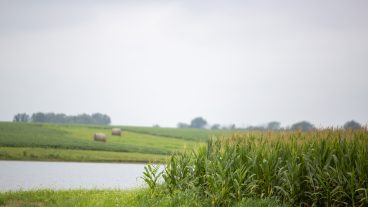 A pond sits with corn growing in the foreground and rolling hills with hay bales in the background on a cloudy day