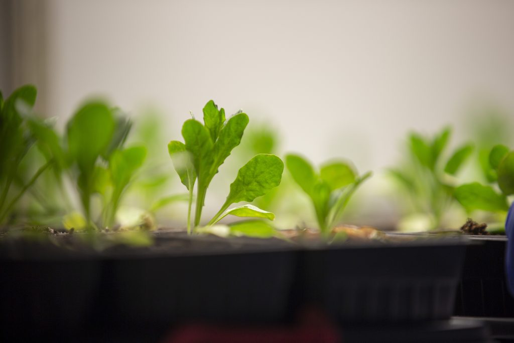 small, green, leafy plants are growing in a black tray under a grow light