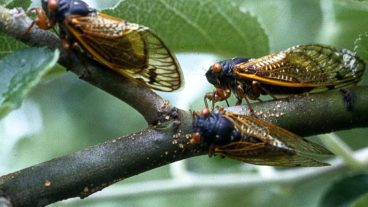 Tow cicadas on tree branch.