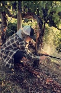 Working in a vineyard