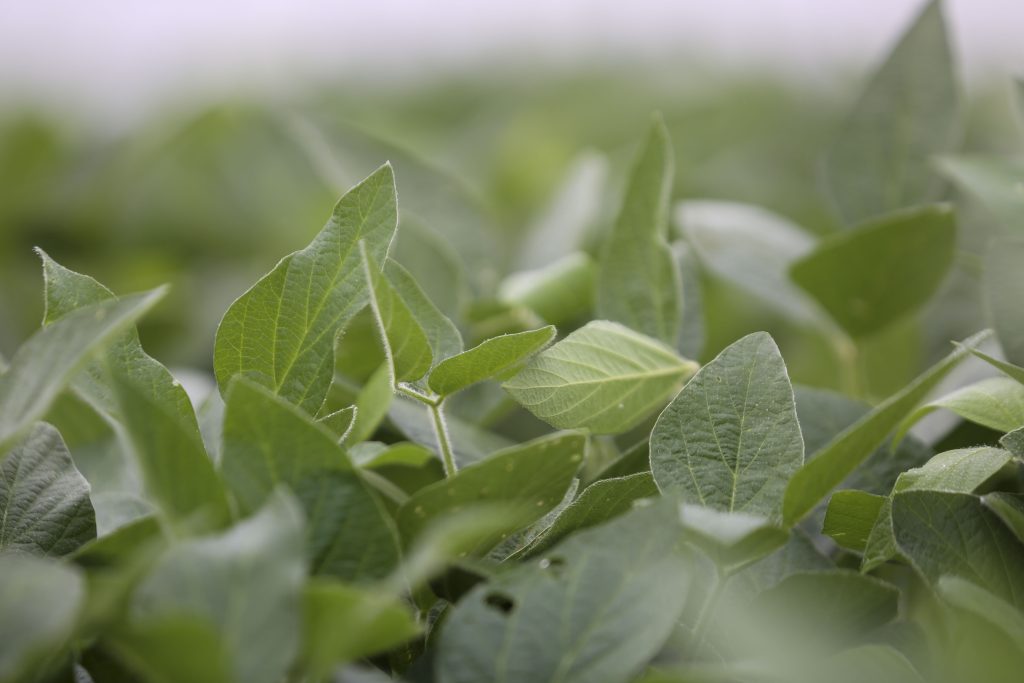Soybean plants grow in a field