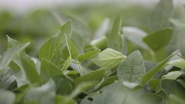 Soybean plants grow in a field