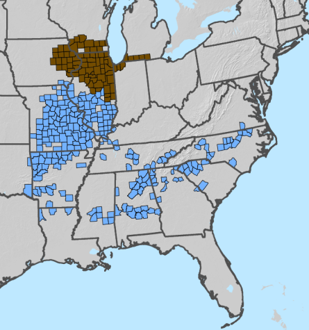 Missouri will be a hot spot for cicada emergence in 2024. MU Extension horticulturist Tamra Reall encourages Missourians to get out to enjoy this noisy, magical emergence that won't happen again for many years. Brood XIII is shown in brown, and Brood XIX is shown in blue. Map from U.S. Forest Service.