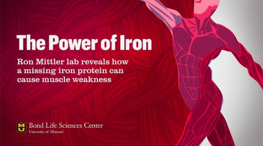 The power of iron (click to read)