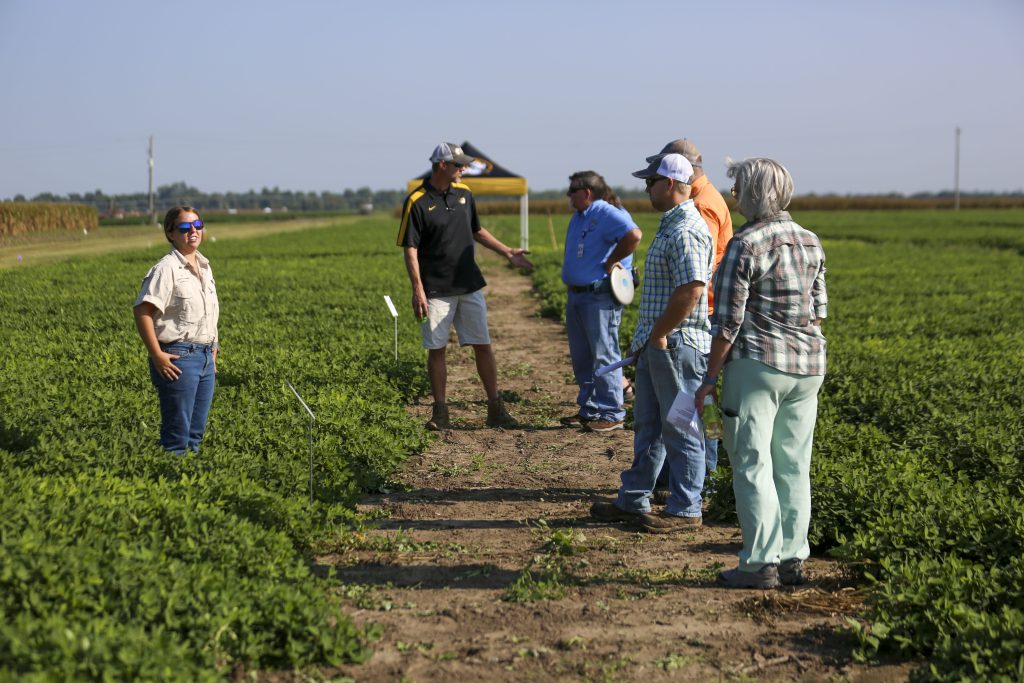 A female researcher stands in a peanut field with field day participants.