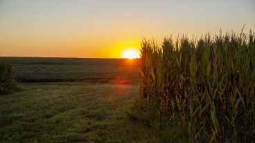 The sun rises in the distance with a corn field on the left and a soybean field on the right