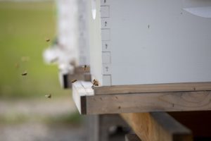 Honey bees fly in and out of a white hive.