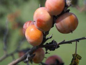 Orange persimmons on a tree limb