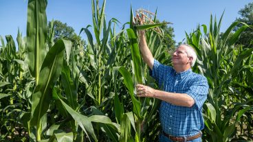 rob meyers stands among mature corn.