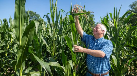 Five ways the Center for Regenerative Agriculture is cultivating growth in Missouri (click to read)