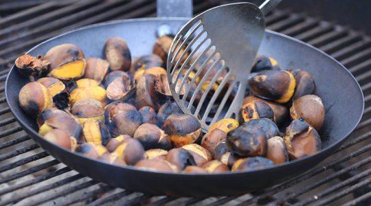 MU Center for Agroforestry Gearing up for Missouri Chestnut Roast Festival (click to read)