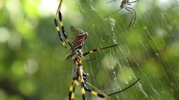 Female Joro spider with the much smaller male. Photo by Micha L. Rieser, via Wikimedia Commons.