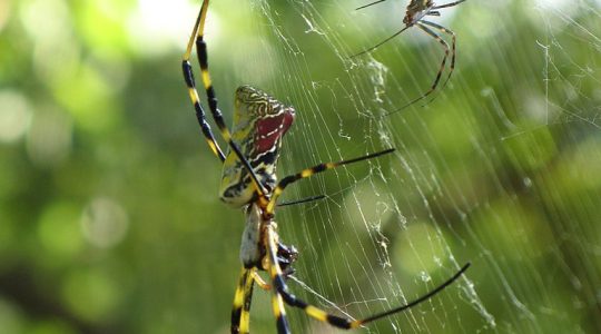 Joro spiders are nothing to worry about –&nbsp;yet (click to read)