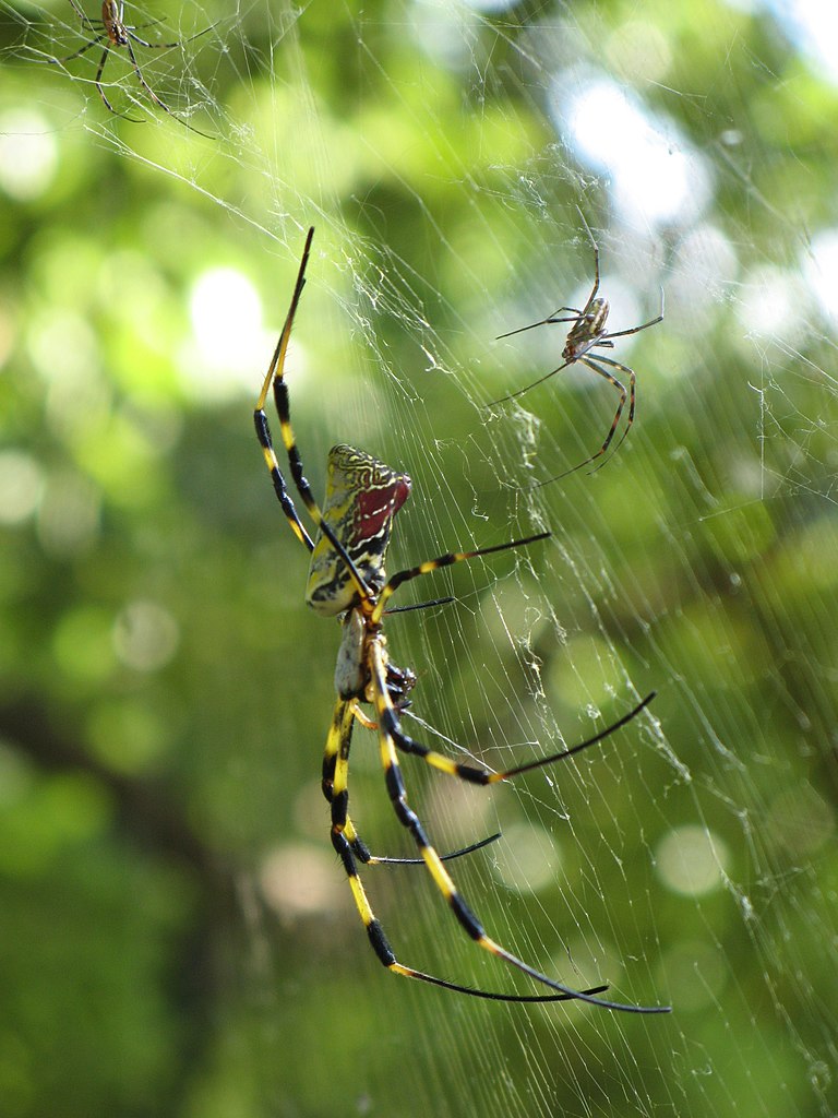 Female Joro spider with the much smaller male. Photo by Micha L. Rieser, via Wikimedia Commons.