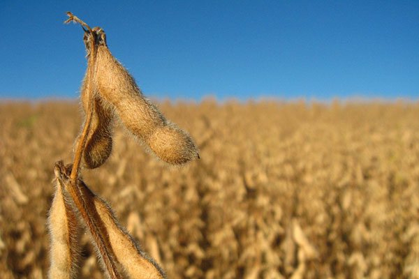 Zoomed in picture of mature soybean pod. 