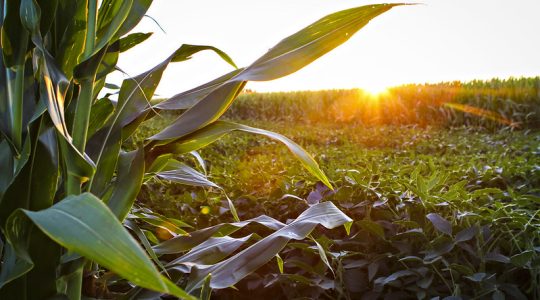 Uncovering roots of agricultural simplification: NSF grant fuels SNR professor’s mission to transform farming practices, revitalize rural communities (click to read)