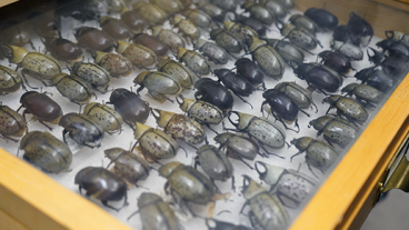 Beetle collection in historic entomological museum.