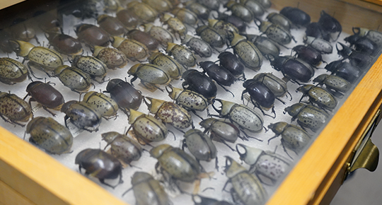 Celebrate historic milestone, learn more about fascinating world of insects (click to read)