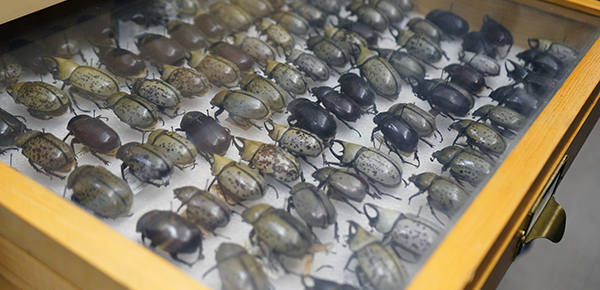 A case of beetles in the Enns Entomological Museum.