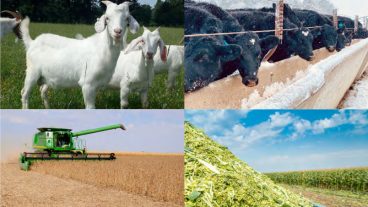 Goats, cows, combine and silage.