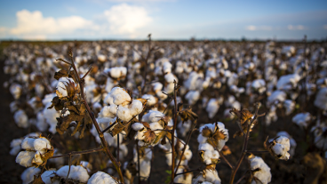 cotton field