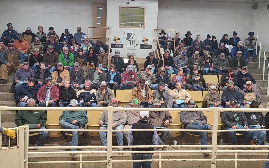 The crowd at F&T Livestock in Palmyra for the Dec. 14, 2024, Show-Me-Select heifer sale. Photo by Brenda Schreck.