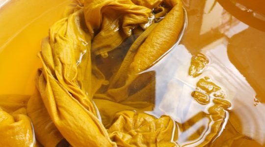 CAFNR plant scientist’s curiosity sparks global collaboration for sustainable&nbsp;fashion (click to read)