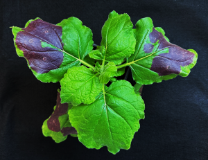 A gree tobacco plant with splotches of red