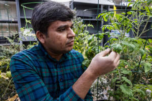 Dr. Sonawane holds and looks at a plant in a lab.